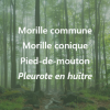 Carte Secrets des forêts humides