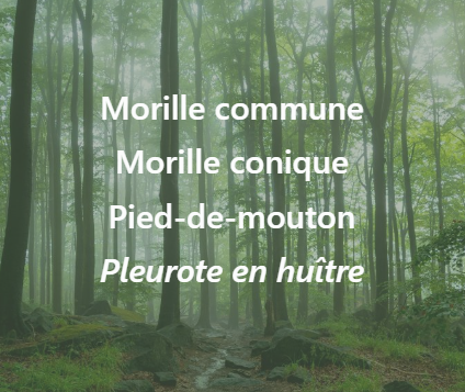 Carte Secrets des forêts humides