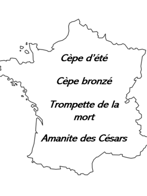 Carte Champignons d'exception