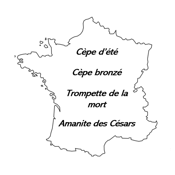 Carte Champignons d'exception