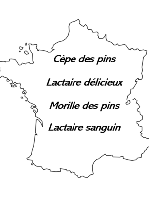 Carte Saveurs des forêts de pins
