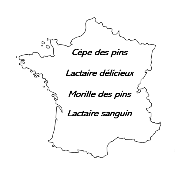 Carte Saveurs des forêts de pins