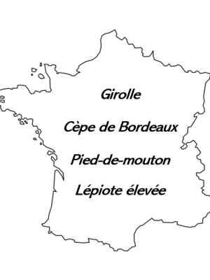 Carte Trésors des grandes forêts