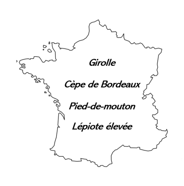 Carte Trésors des grandes forêts