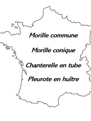 Carte Secrets des forêts humides