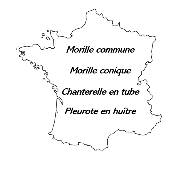 Carte Secrets des forêts humides