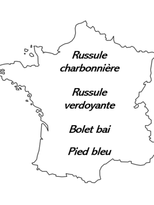 Carte Délices méconnus de la forêt